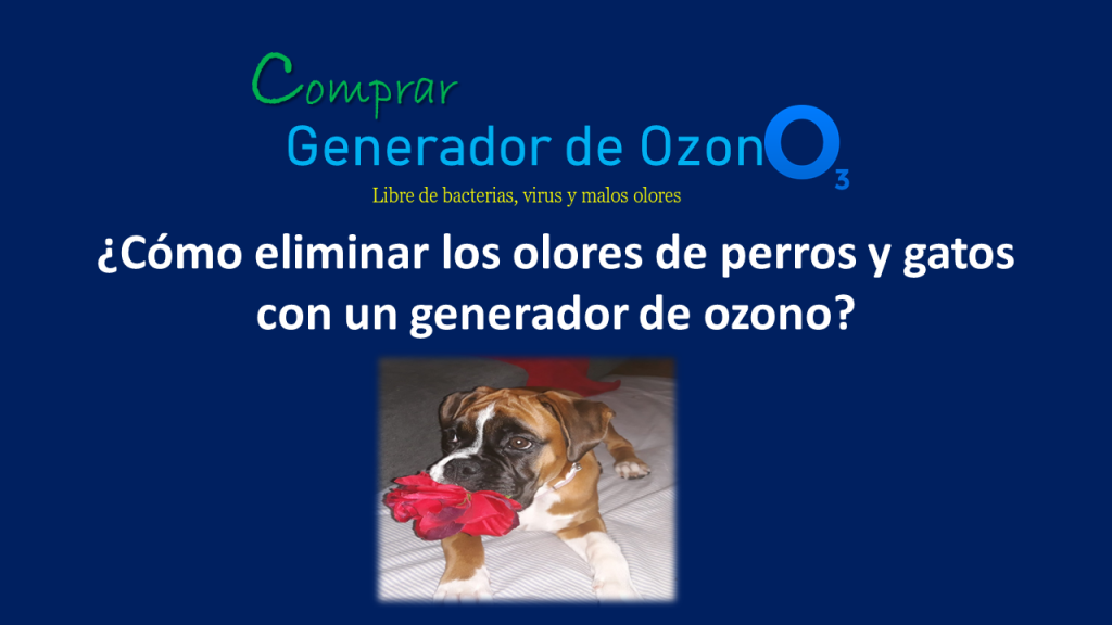 Cómo eliminar los malos olores de mascotas con un generador de ozono